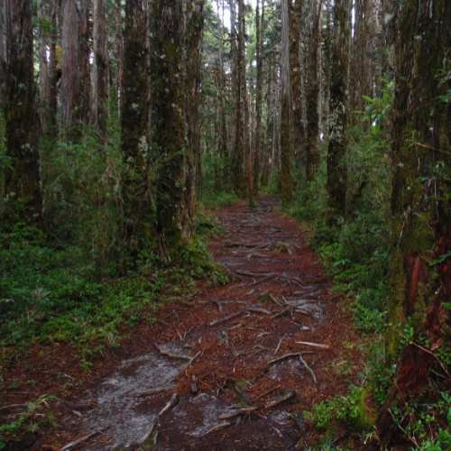 sendero alerces milenarios Parque Nacional